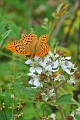 silver washed fritillary butte-1